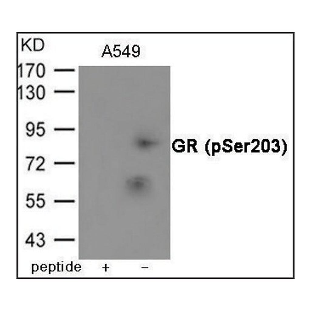 Merck Anti-phospho-GR (pSer203) antibody produced in rabbit