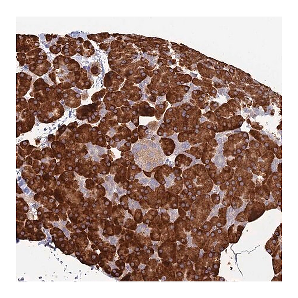 Merck Anti-TRAPPC6A antibody produced in rabbit