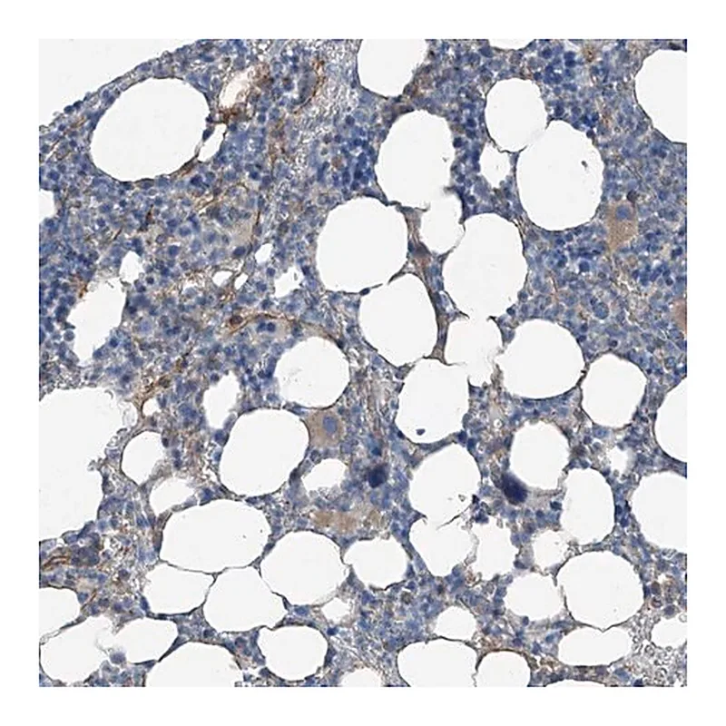 Merck Anti-THEMIS2 antibody produced in rabbit