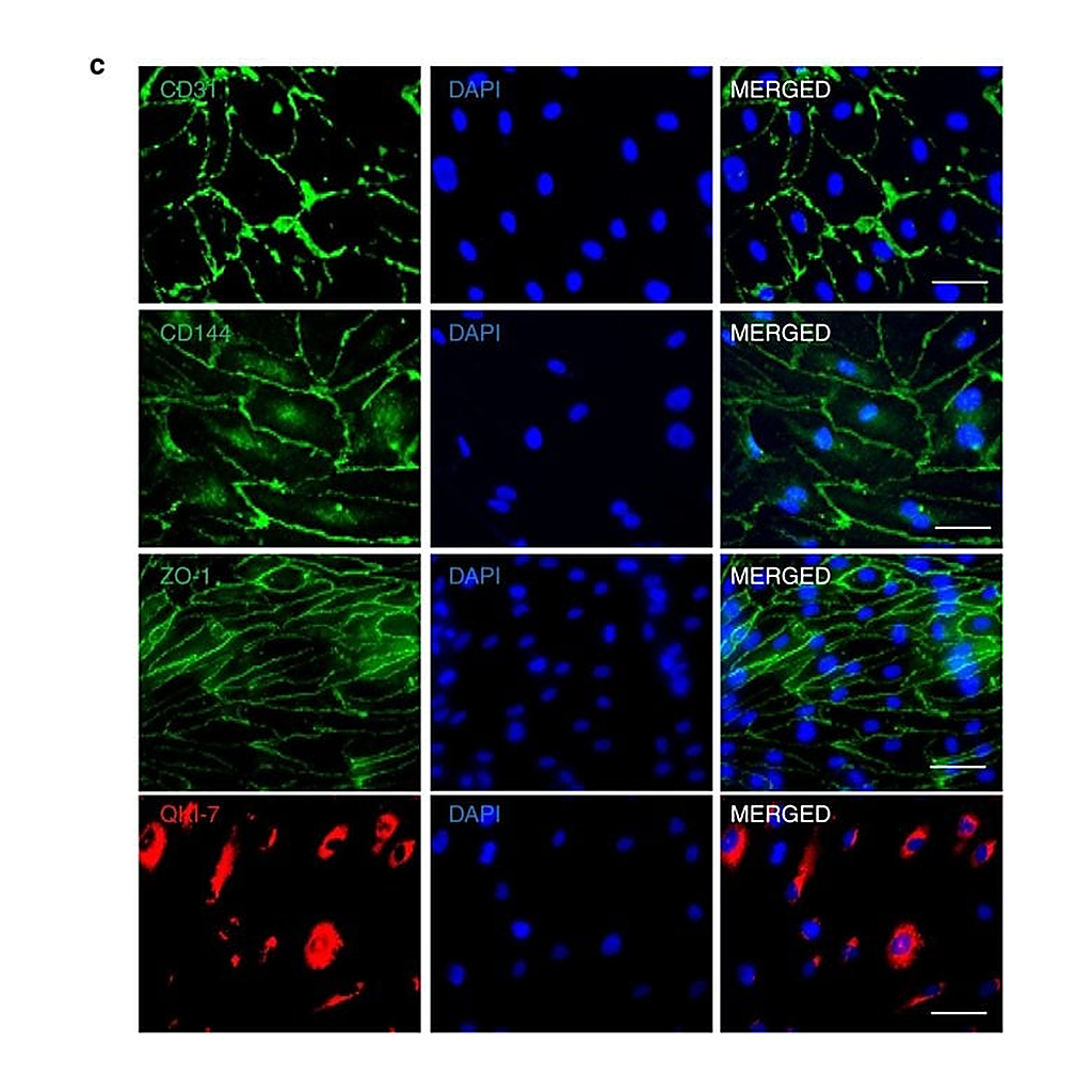 Thermo Fisher Scientific Goat anti-Mouse IgG (H+L) Superclonal Secondary Antibody, Alexa Fluor 488