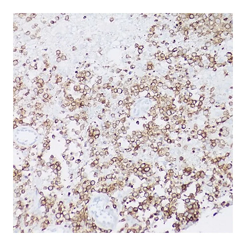 Merck Anti-CD79a antibody produced in rabbit