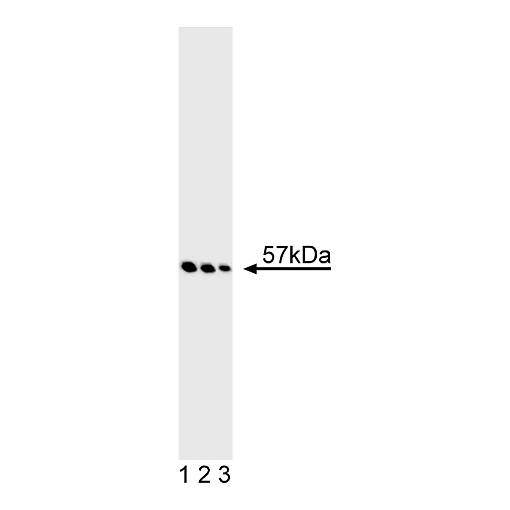 BD Purified Mouse Anti-Vimentin