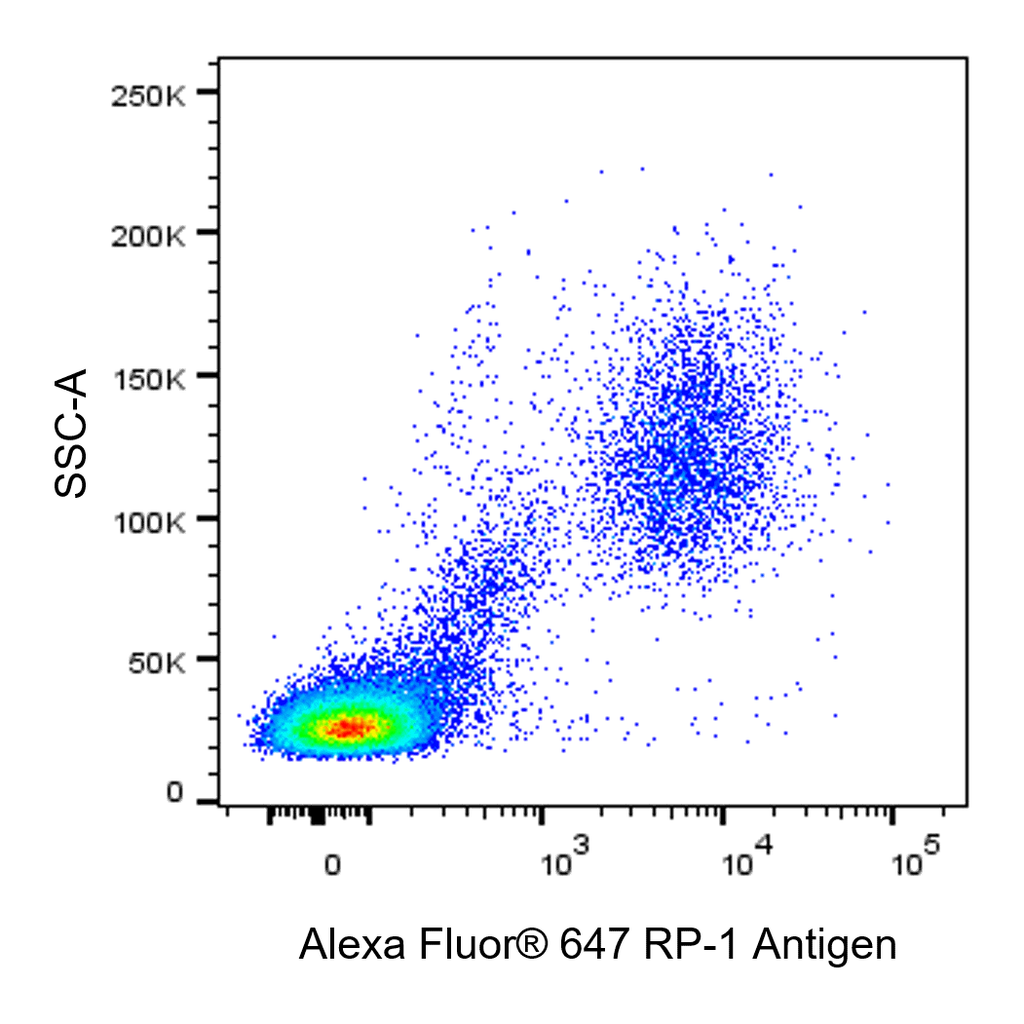 BD Alexa Fluor® 647 Mouse Anti-Rat RP-1 Antigen