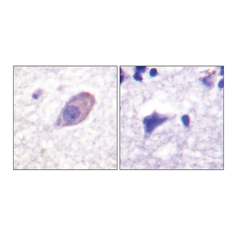 Merck Anti-Kir5.1 antibody produced in rabbit
