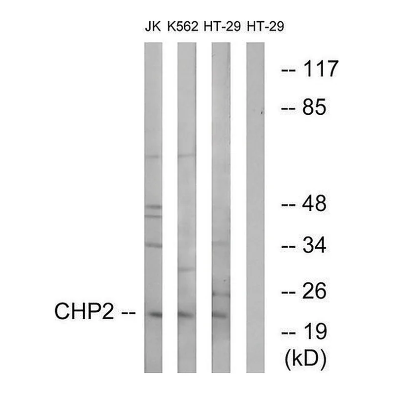 Merck Anti-CHP2 antibody produced in rabbit