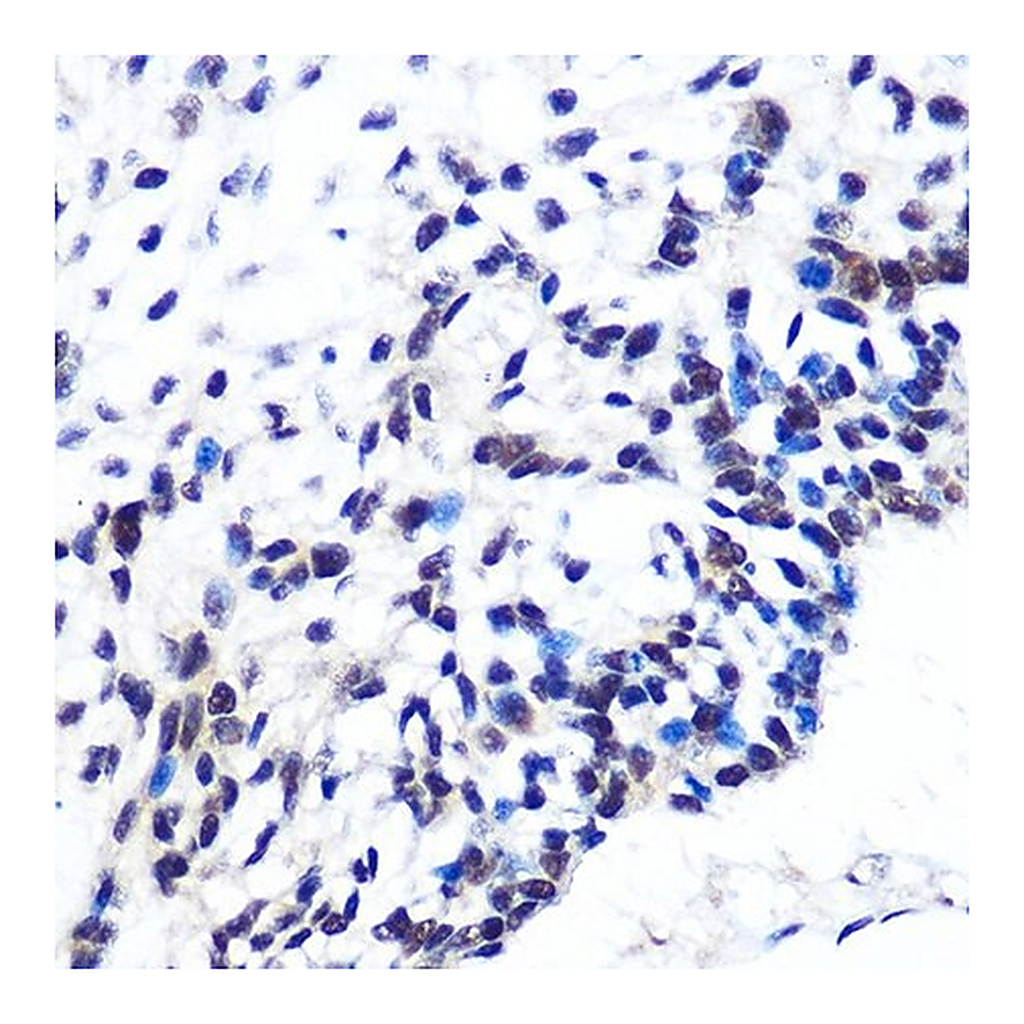 Merck Anti-POU2F1/OCT1 antibody produced in rabbit