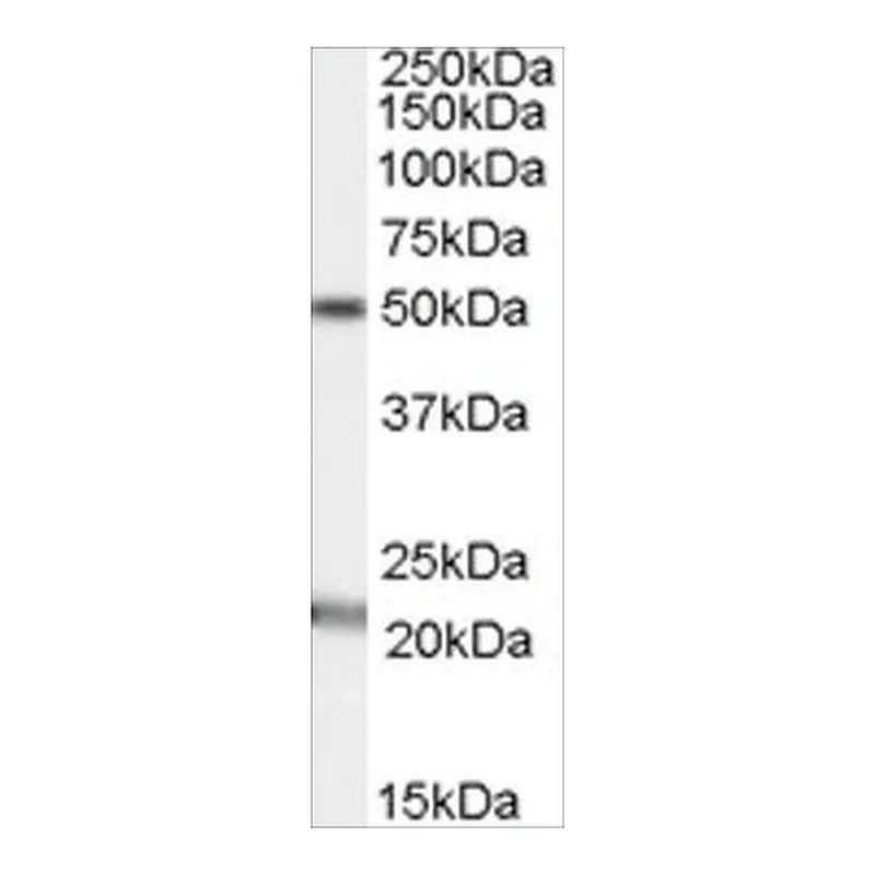 Merck Anti-Acylglycerol kinase antibody produced in goat
