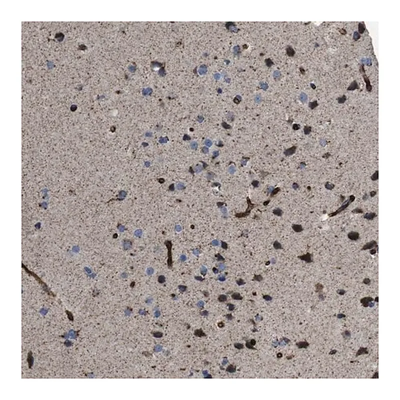 Merck Anti-CHST10 antibody produced in rabbit