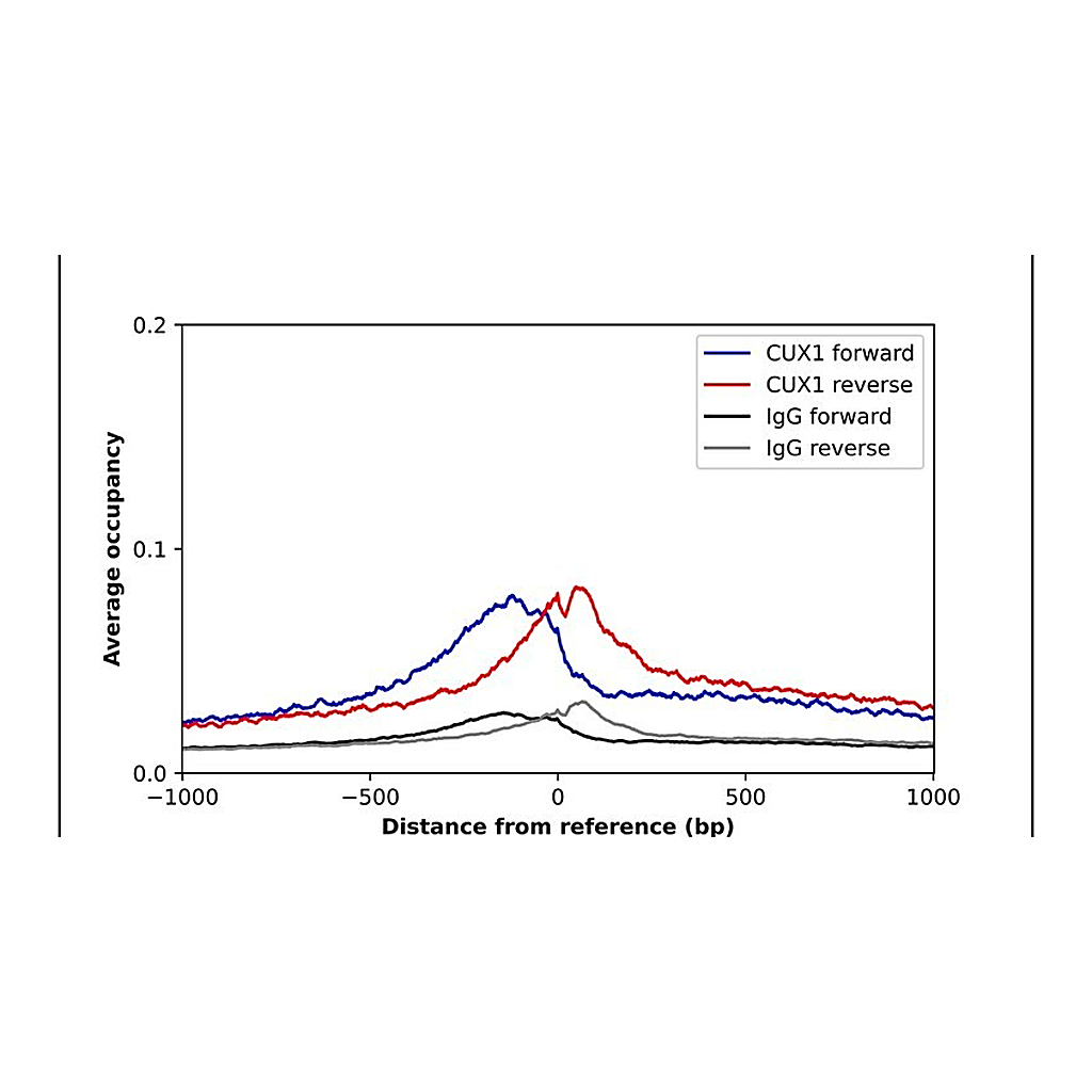 Merck Anti-CUX1 antibody produced in rabbit