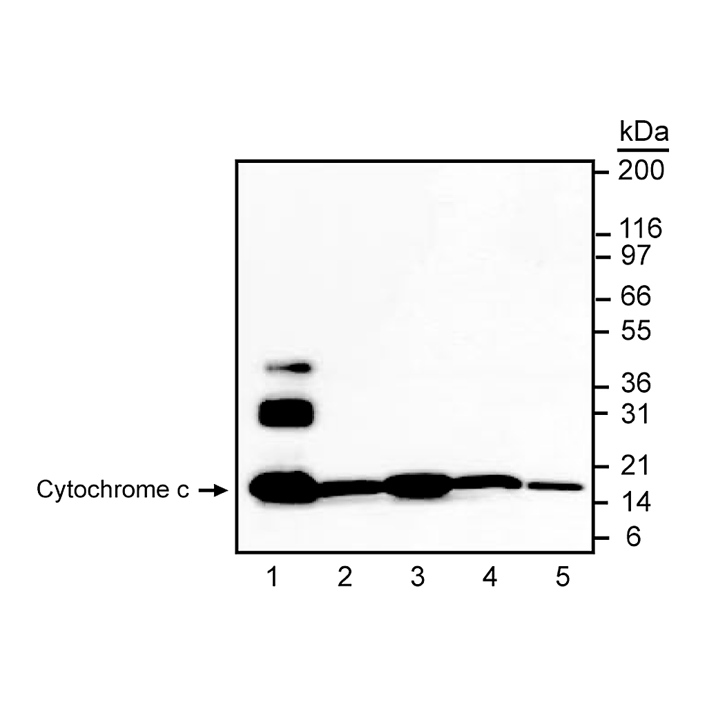 BD Purified Mouse Anti-Cytochrome c
