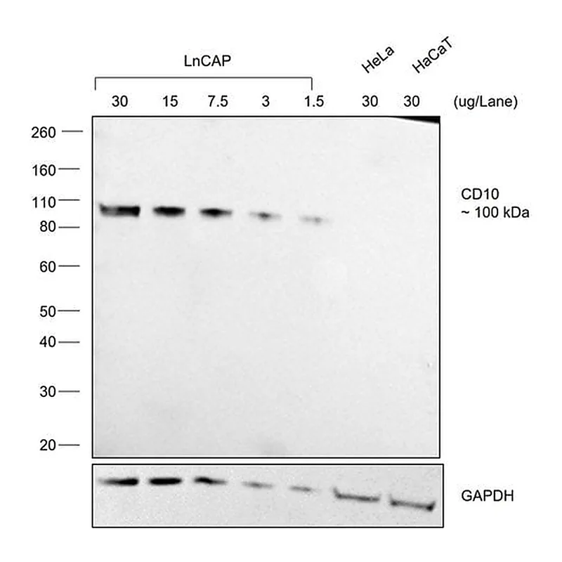 Thermo Fisher Scientific Donkey anti-Goat IgG (H+L) Cross-Adsorbed Secondary Antibody, HRP
