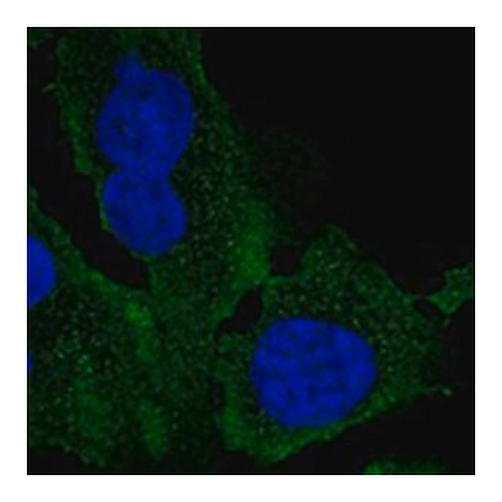 Merck ANTI-AIFM2 ANTIBODY PRODUCED IN RABBIT