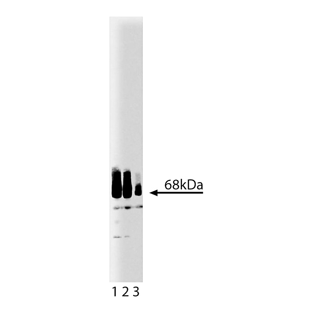 BD Purified Mouse Anti-Paxillin
