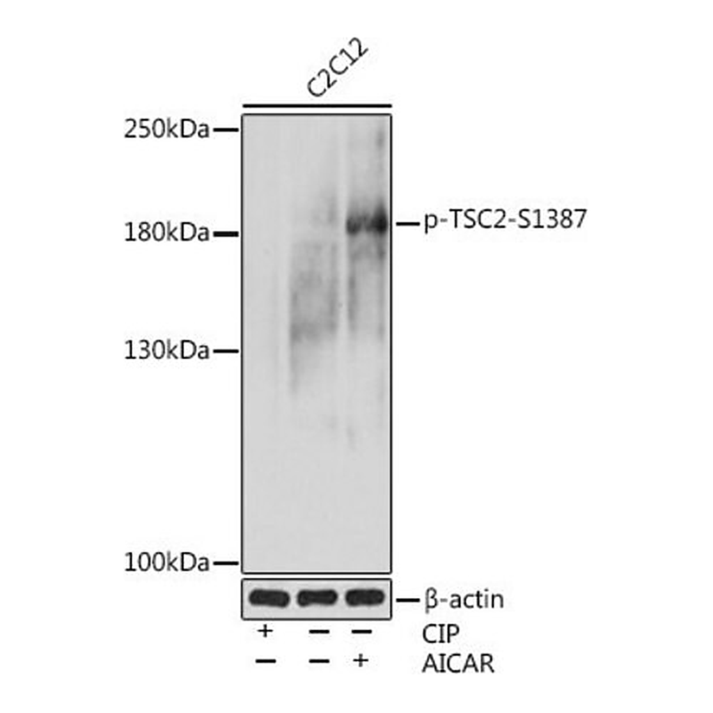 Merck Anti-Phospho-TSC2-S1387 antibody produced in rabbit
