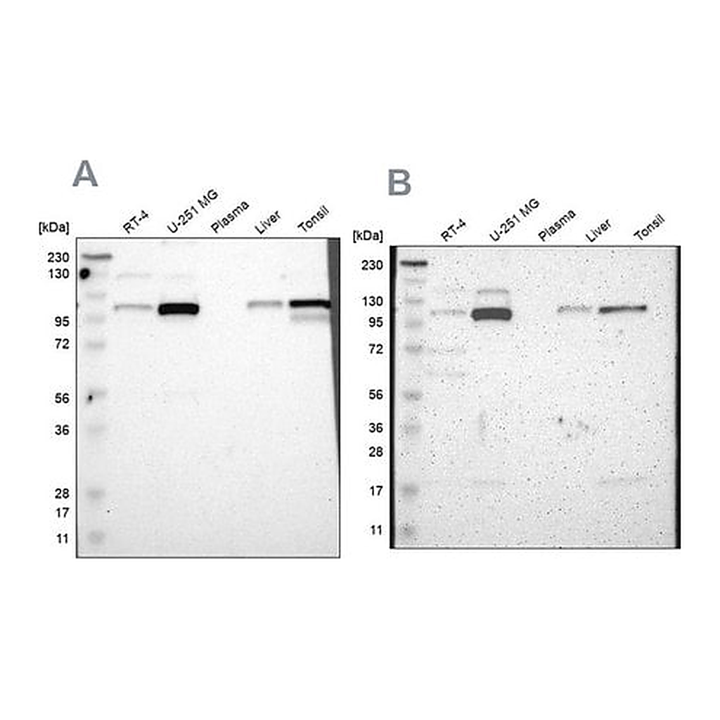 Merck Anti-PRKCA antibody produced in rabbit
