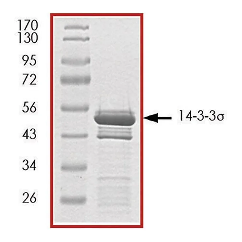 Merck 14-3-3 sigma , GST tagged human