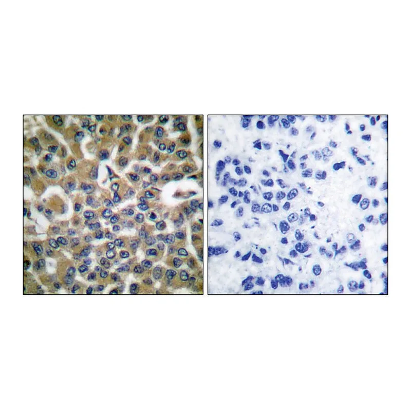 Merck Anti-EEF2 antibody produced in rabbit