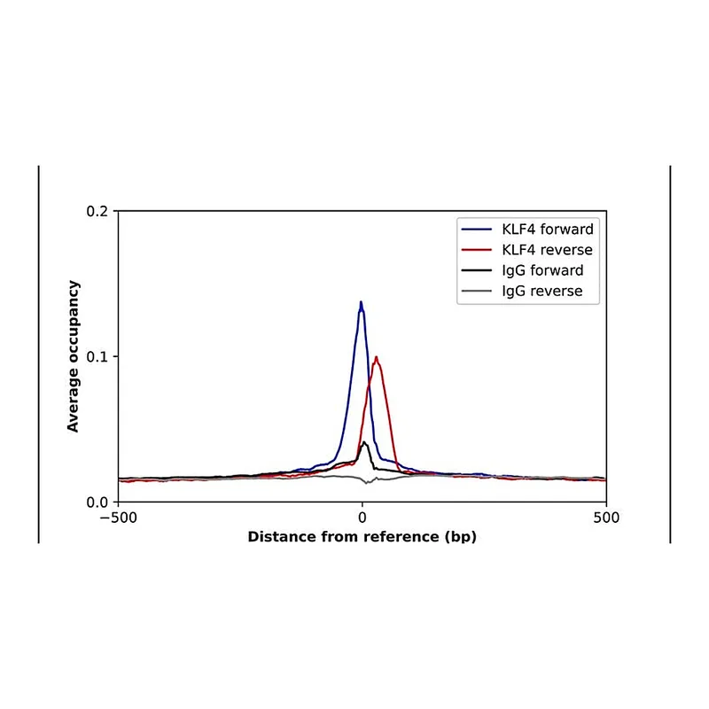 Merck Anti-KLF4 antibody produced in rabbit