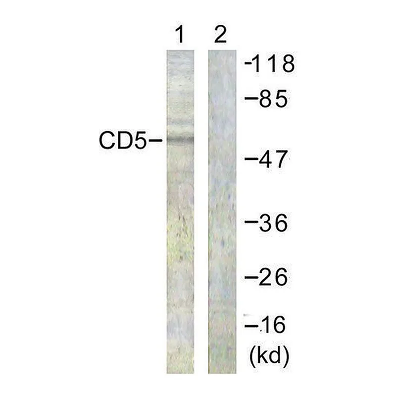 Merck Anti-CD5 antibody produced in rabbit