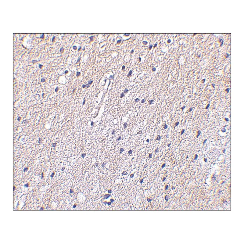 Merck Anti-Nhe-1 (ab2) antibody produced in rabbit