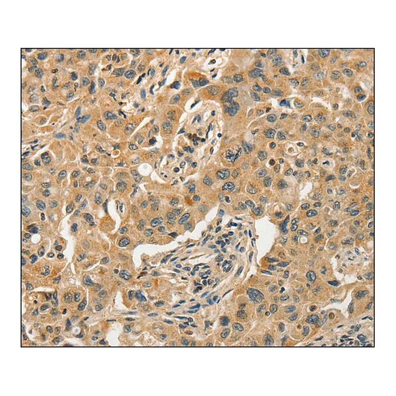 Merck Anti-GPER1 antibody produced in rabbit