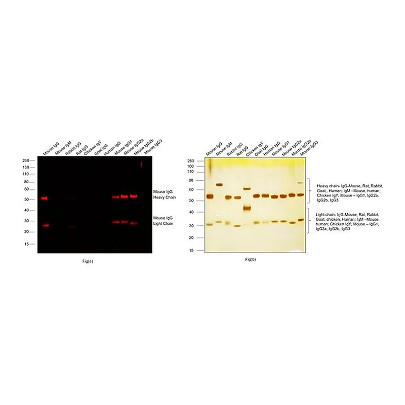 Thermo Fisher Scientific Donkey anti-Mouse IgG (H+L) Highly Cross-Adsorbed Secondary Antibody, Alexa Fluor Plus 680