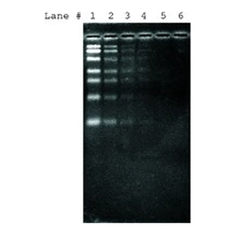 Merck SYBR GREEN II