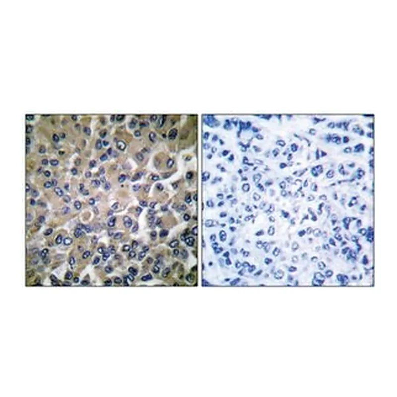 Merck ANTI-GRP78 ANTIBODY PRODUCED IN RABBIT