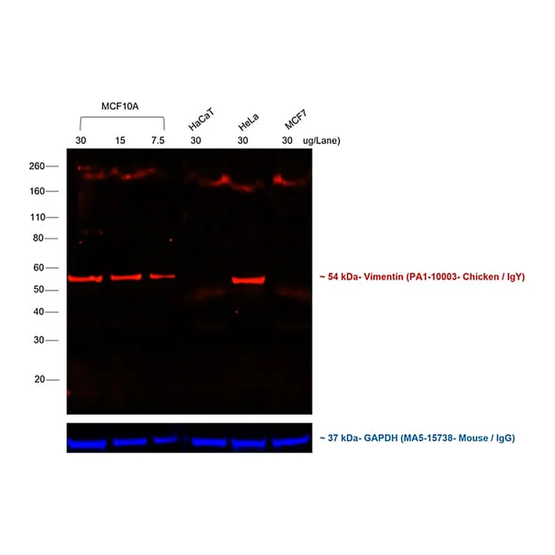 Thermo Fisher Scientific Rabbit anti-Chicken IgY (H+L) Secondary Antibody, TRITC