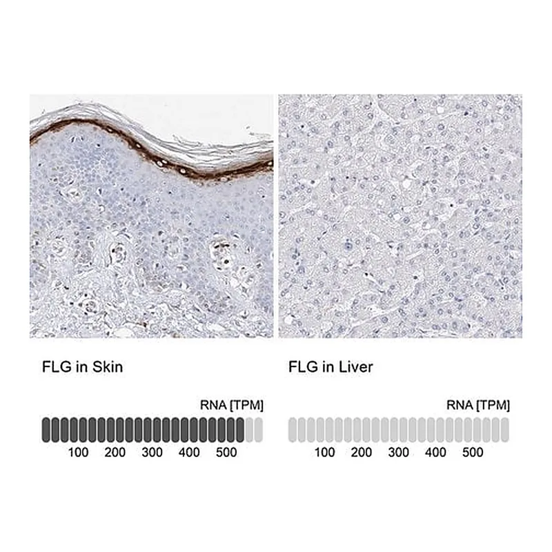 Merck Anti-FLG antibody produced in rabbit