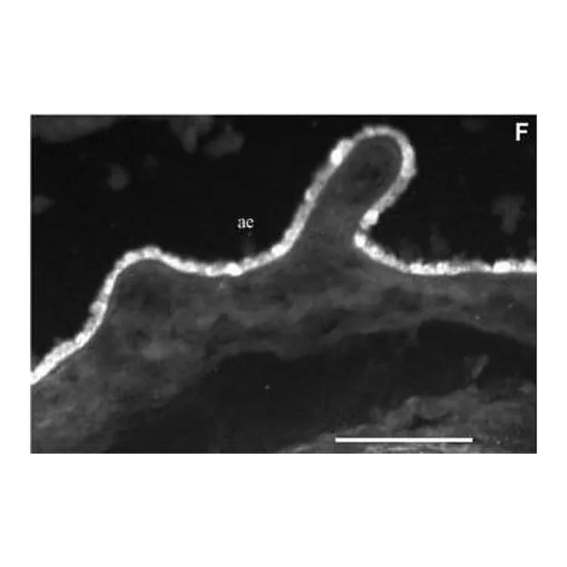 Merck Monoclonal Anti-Cytokeratin Peptide 13 antibody produced in mouse