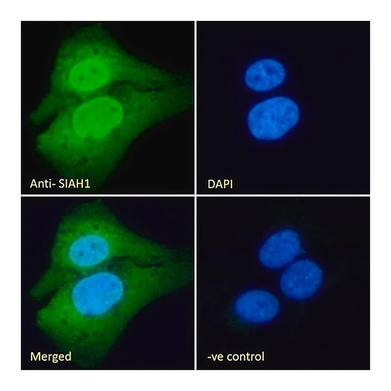 Merck Anti-SIAH1 antibody produced in goat