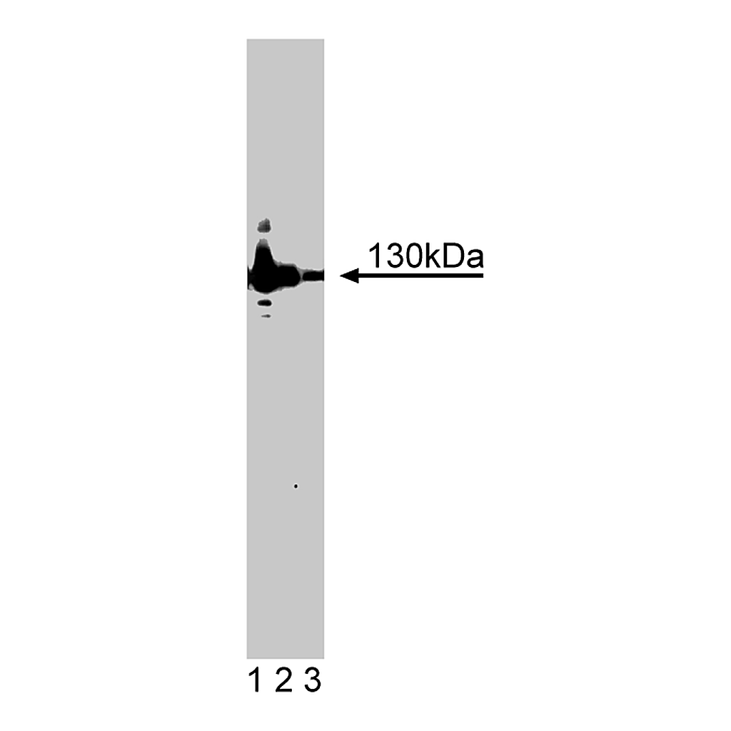 BD Purified Mouse Anti-Mouse iNOS
