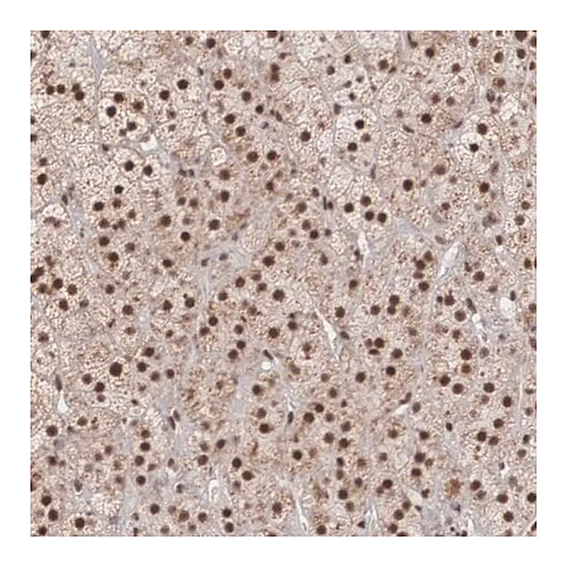 Merck Anti-HTATSF1 antibody produced in rabbit
