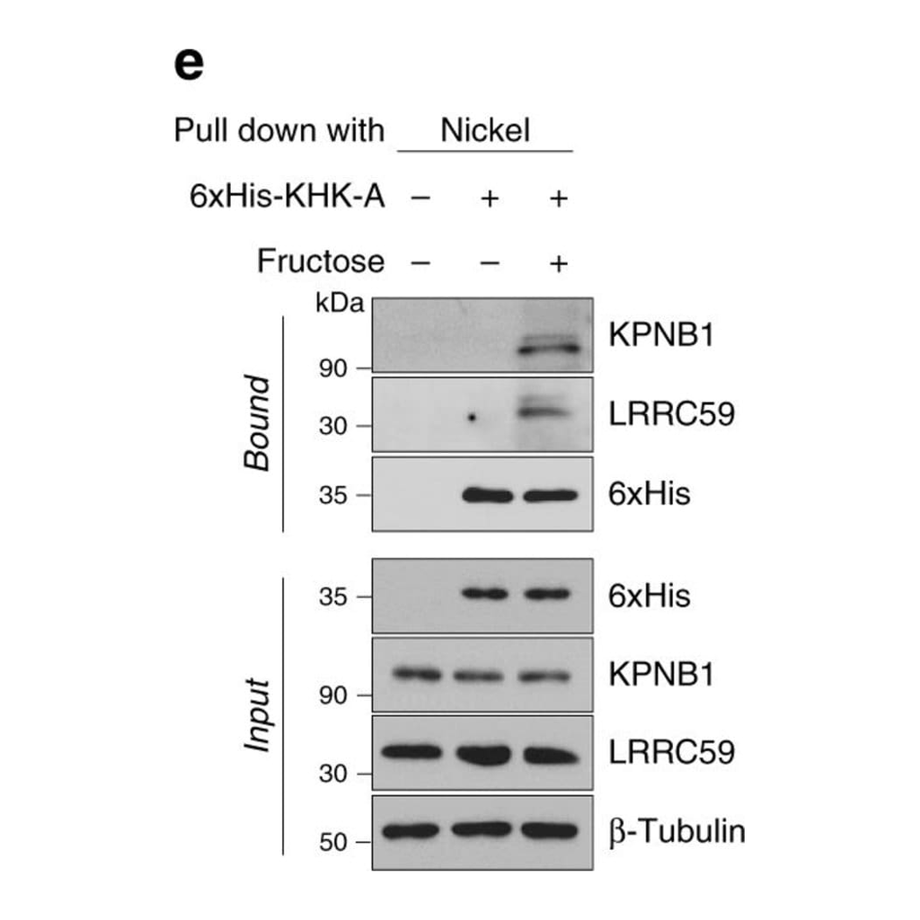 Thermo Fisher Scientific Goat anti-Mouse IgG (H+L) Cross-Adsorbed Secondary Antibody, HRP