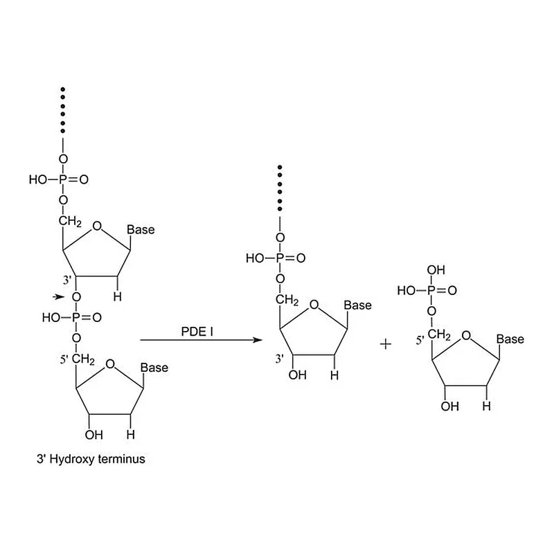 Merck Phosphodiesterase I from Crotalus adamanteus venom