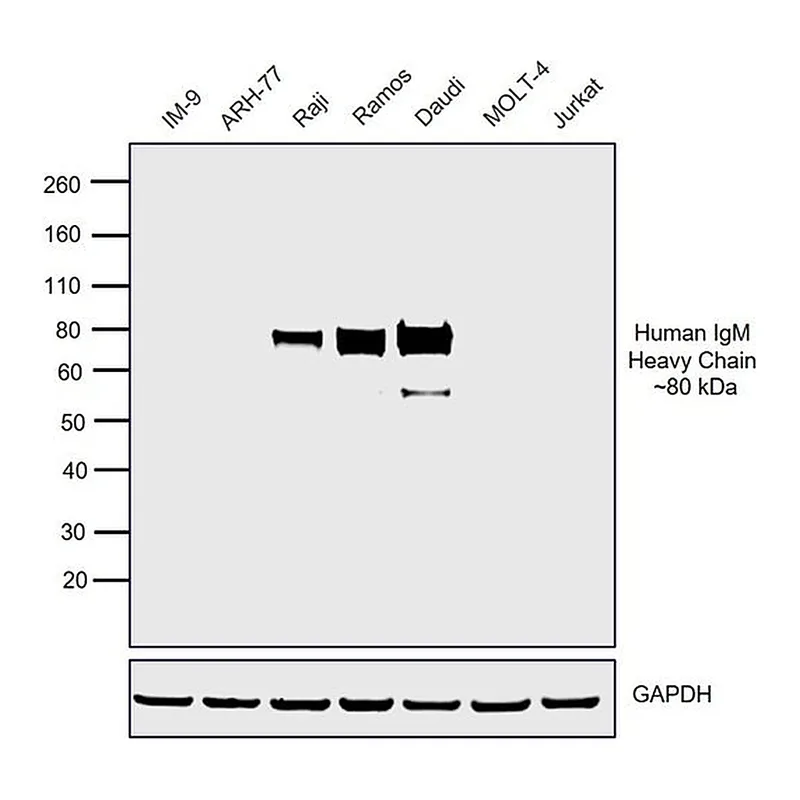 Thermo Fisher Scientific F(ab`)2-Goat anti-Human IgM (Heavy chain) Cross-Adsorbed Secondary Antibody, HRP