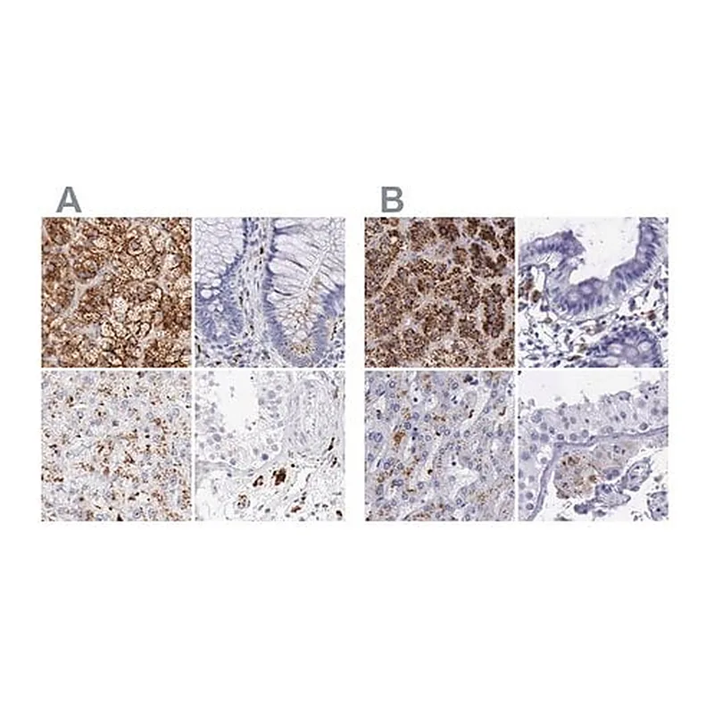 Merck Anti-GLA antibody produced in rabbit