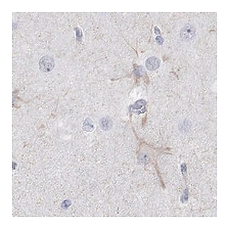 Merck Anti-KCNH8 antibody produced in rabbit