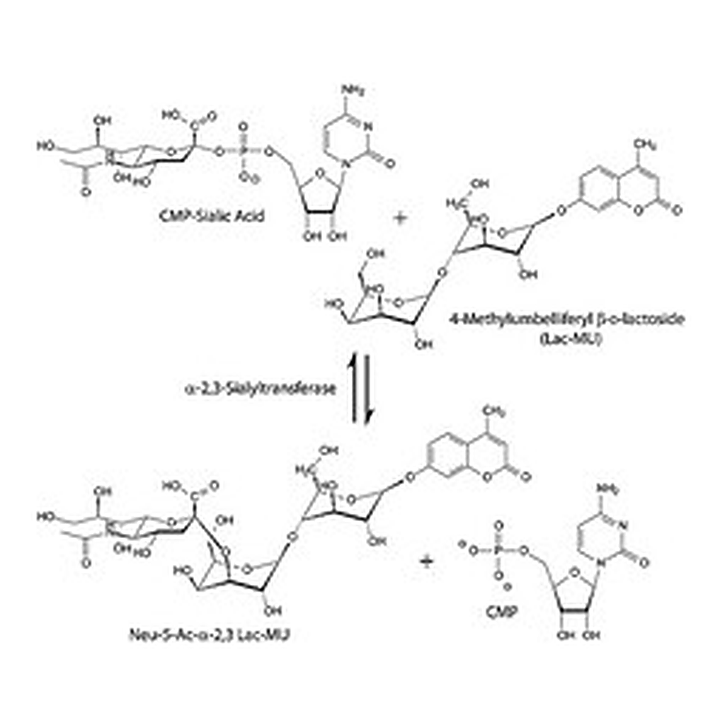 Merck ALPHA2,3-SIALYLTRANSFERASE