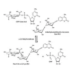 Merck ALPHA2,3-SIALYLTRANSFERASE