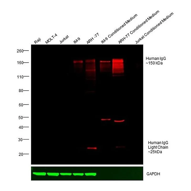 Thermo Fisher Scientific Rabbit anti-Human IgG (H+L) Cross-Adsorbed Secondary Antibody, DyLight 800