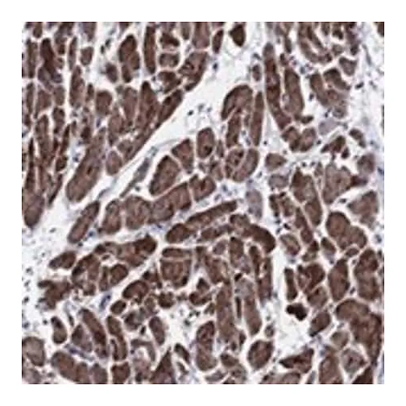 Merck Anti-NDUFA4 antibody produced in rabbit
