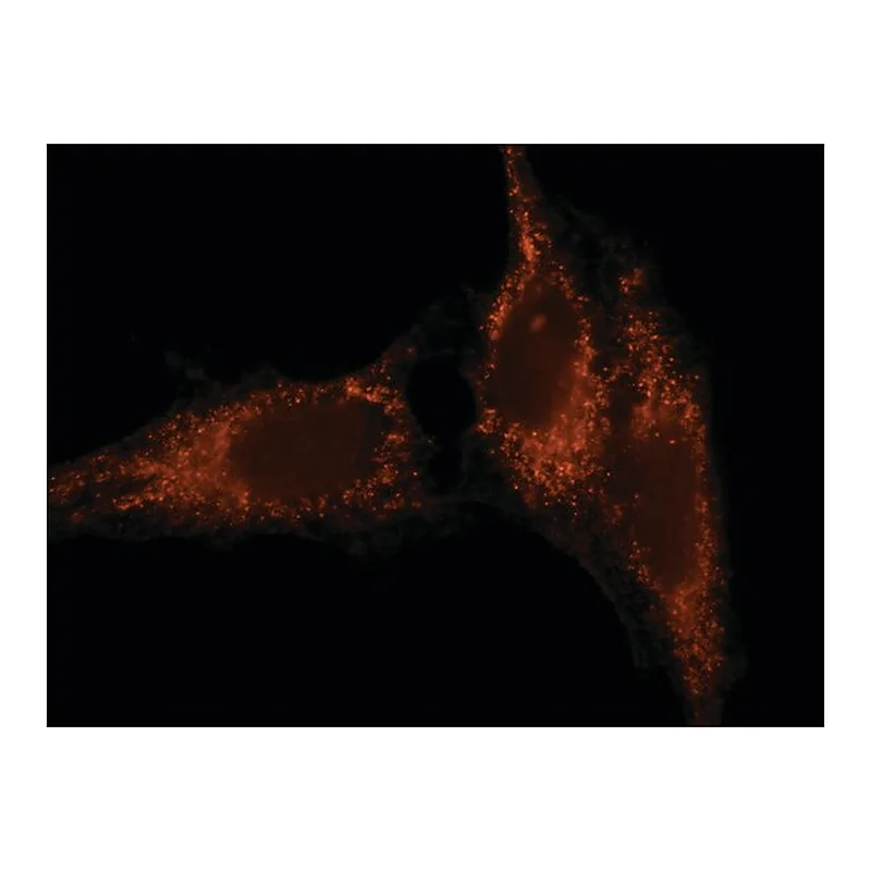 Merck Anti-Rab27 (N-terminal) antibody produced in rabbit