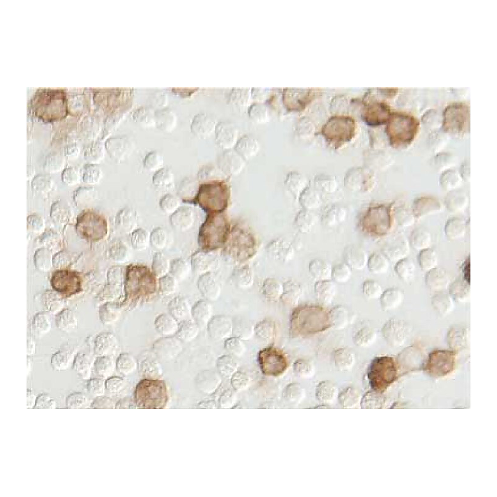BD Purified Mouse Anti-Human IL-8