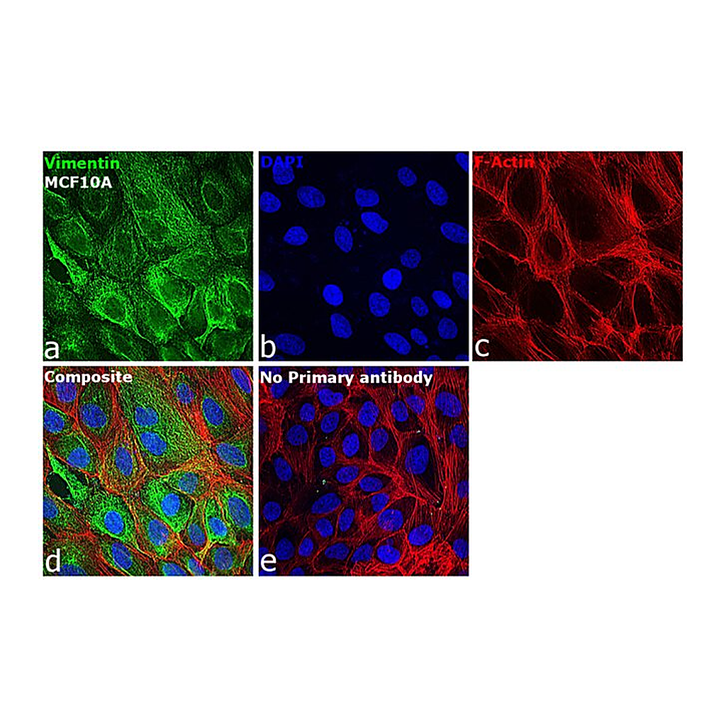 Thermo Fisher Scientific Goat anti-Mouse IgG Fc Secondary Antibody