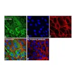 Thermo Fisher Scientific Goat anti-Mouse IgG Fc Secondary Antibody