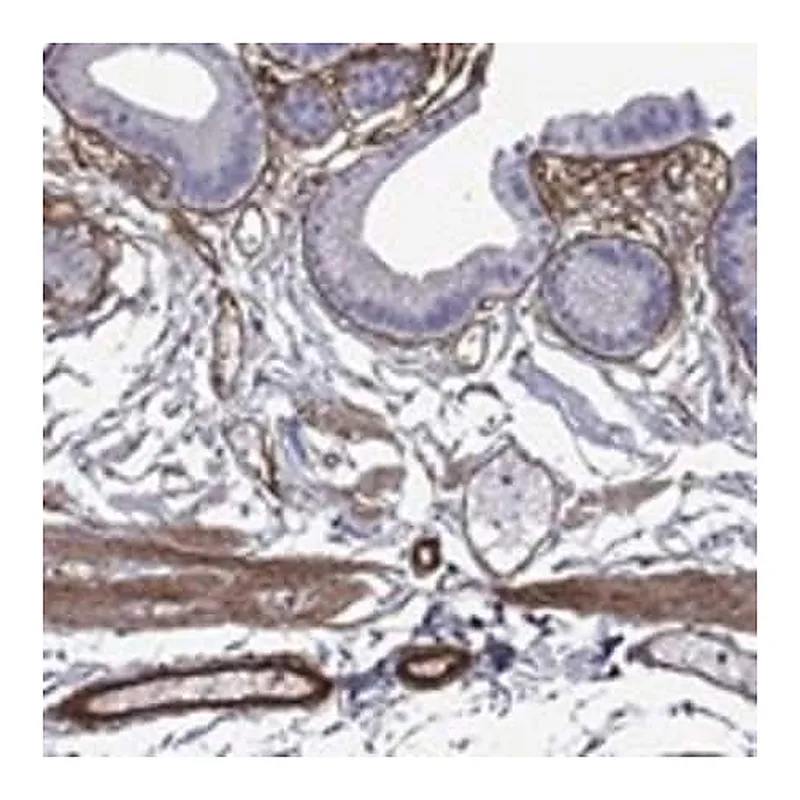 Merck Anti-HSPG2 antibody produced in rabbit