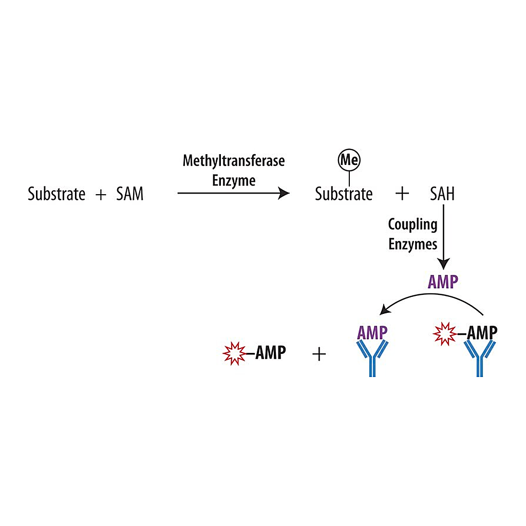 Merck Transcreener(R) EPIGEN Methyltransferase Assay