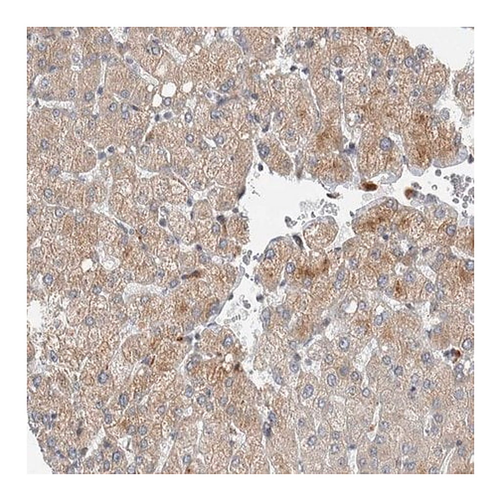 Merck Anti-AFP antibody produced in rabbit